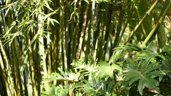 Bambu ormanı, egzotik Asya tropikal atmosferi. Meditasyon yapan feng shui zen bahçesinde yeşil ağaçlar. Sessiz sakin koruluk, çalılıklarda sabah uyumu tazeliği. Japonca ya da Çince doğal doğu estetiği — Stok fotoğraf