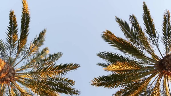 Palmiers à Los Angeles, Californie, États-Unis. Esthétique estivale de Santa Monica et Venice Beach sur l'océan Pacifique. Ciel bleu clair et palmiers emblématiques. Atmosphère de Beverly Hills à Hollywood. LA vibes — Photo