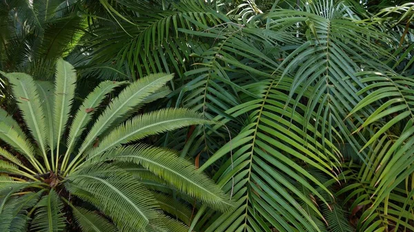 Selva exótica selva tropical atmósfera. Helecho, palmeras y jugosas hojas de frondas frescas, bosque profundo tupido amazónico. Verde oscuro natural exuberante follaje. Ecosistema Evergreen. Paraíso estético — Foto de Stock