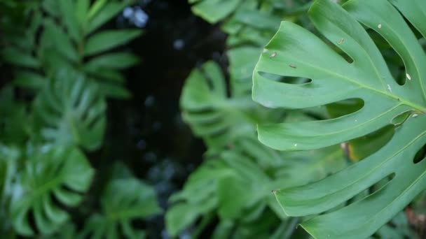 Exotische monstera jungle regenwoud tropische sfeer. Verse sappige frond bladeren, amazone dichte overwoekerd diep bos. Donker natuurlijk groen weelderig gebladerte. Evergreen ecosysteem. Paradijs kalme esthetische — Stockvideo