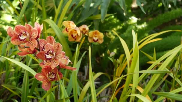 Flores Orquídea Florecen Hojas Verdes Flor Floral Colorido Elegante Ambiente — Vídeos de Stock
