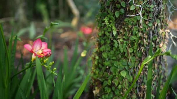 Minúsculo Freesia Hyacinth Flor Roxa Floresta Califórnia Eua Atmosfera Manhã — Vídeo de Stock