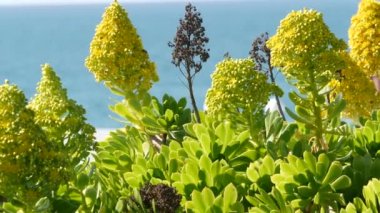 Aeonium arboreum houseleek ağacı sarı çiçek, Kaliforniya, ABD. İrlanda gül sulu şişkinlik. Evde bahçıvanlık, Amerikan dekoratif ev bitkisi, doğal botanik okyanus sahili atmosferi.