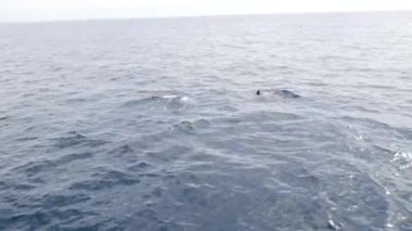 Özgürlüğe boğulan yunus sürüsü, Pasifik Okyanusu yüzeyi, mavi su sıçrayan. Vahşi deniz hayvanları sürüsü atlıyor, zıplıyor ve denizde eğleniyor. Oceanside, Kaliforniya 'da balina izleme.