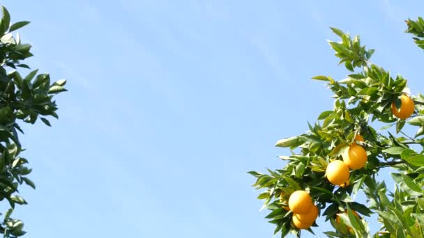 Agrumes orange sur arbre, Californie États-Unis. Jardin de printemps, plantation agricole locale américaine, horticulture familiale. Feuilles fraîches juteuses, récolte tropicale exotique sur branche. Ciel printanier — Video