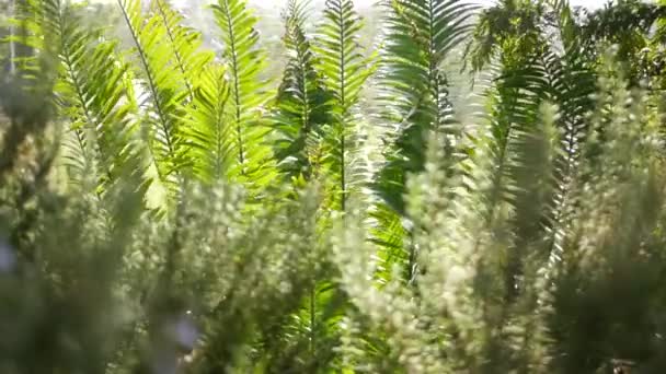 Листья Cycad в лесу, Калифорния, США. Зеленый свежий сочный натуральный ботанический фильтрат. Пальмовая пышная листва Enhalartos или Zaceae dioon. Дизайн сада тропических джунглей — стоковое видео