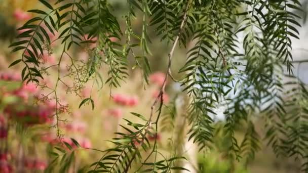 Şanslı çanlar Kaliforniya 'da, bahçede pembe çiçek. Binlerce bahar çiçeğinin anası, çayır romantik botanik atmosferi, hassas Meksika şapkası kalanchoe bitkisi çiçeği. Mercan somonu bahar rengi — Stok video