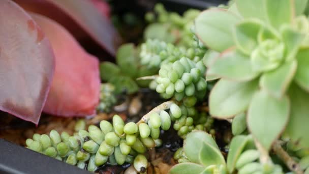 Collection de plantes succulentes, jardinage en Californie, États-Unis. Aménagement de jardins familiaux, diversité de poules botaniques et de poussins. Mélange assorti de plantes ornementales décoratives echeveria, floriculture — Video