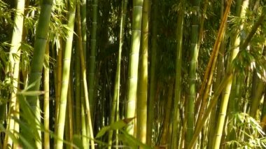 Bambu ormanı, egzotik Asya tropikal atmosferi. Meditasyon yapan feng shui zen bahçesinde yeşil ağaçlar. Sessiz sakin koruluk, çalılıklarda sabah uyumu tazeliği. Japonca ya da Çince doğal doğu estetiği