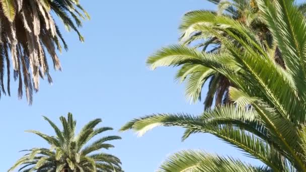 Palmeras en Los Ángeles, California, EE.UU. Estética veraniega de Santa Mónica y Venice Beach en el océano Pacífico. Cielo azul claro y palmeras icónicas. Atmósfera de Beverly Hills en Hollywood. LA vibraciones — Vídeos de Stock