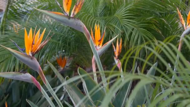 Strelitzia vogel van het paradijs tropische kraanbloem, Californië Verenigde Staten. Oranje exotische levendige bloesem, Amazone jungle regenwoud sfeer, natuurlijke weelderige gebladerte, trendy kamerplant voor thuis tuinieren — Stockvideo