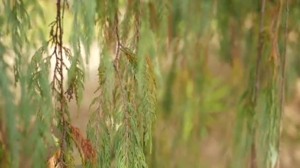 Cypress conífera árvore no jardim, Califórnia EUA. Natural botânica close up fundo. Atmosfera de floresta de manhã de primavera, floresta de primavera. Vegetação delicada decorativa, bokeh foco suave borrão — Vídeo de Stock