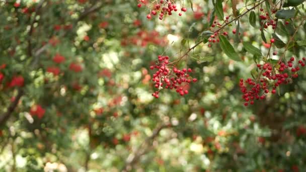 木の上の赤い果実、カリフォルニア州の園芸。自然の大気植物の背景を閉じます。ビブルナム、春または秋の朝の庭や森、柔らかい焦点で新鮮な春や秋の植物 — ストック動画