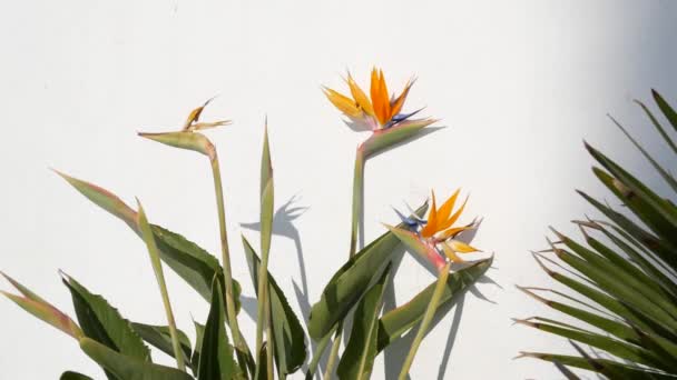 Strelitzia bird of paradise tropical crane flower, California USA. Flor floral exótica naranja, sombra en la pared blanca, planta de interior de moda natural para la jardinería casera. Ambiente de verano en Los Ángeles — Vídeos de Stock