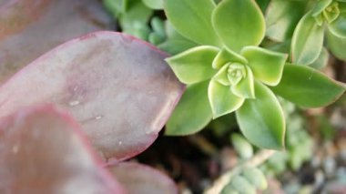 Sulu bitki koleksiyonu, Kaliforniya, ABD 'de bahçıvanlık. Ev bahçesi tasarımı, çeşitli botanik tavuk çeşitliliği ve yavrular. Dekoratif dekoratif ekvator çiçekleri, çiçekçilik karışımı.