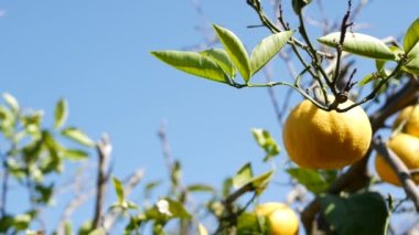 Citrus portakal meyvesi, çıplak yapraksız ağaç, California USA. Bahar bahçesi, Amerikan yerel tarım çiftliği, çiftlik bahçesi. Dalda taze, sulu, egzotik tropikal hasat. Mavi gökyüzü