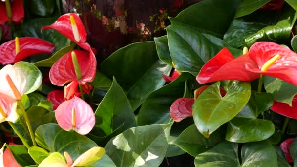 Rode calla lelie bloem, donkergroene bladeren. Elegante kastanjebruine bloesem. Exotische tropische jungle regenwoud, stijlvolle trendy botanische sfeer. Natuurlijk levendig groen, paradijselijke esthetiek. Trommelplant — Stockvideo