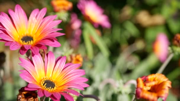 Daisy lub marguerite kolorowe kwiaty, Kalifornia USA. Aster lub peleryna marigold wielobarwny fioletowy kwiat. Home ogrodnictwo, amerykański dekoracyjne rośliny ozdobne, naturalna atmosfera botaniczna — Wideo stockowe