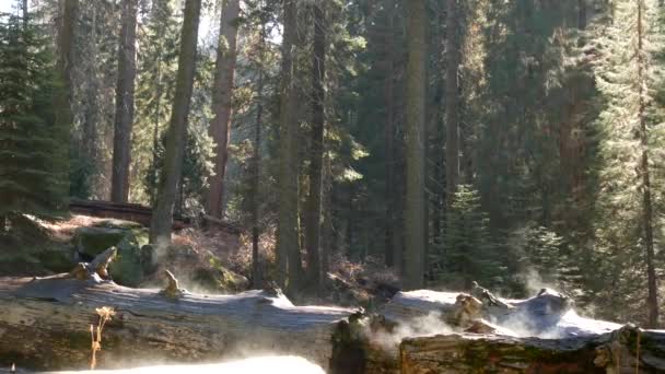 Fog rising in sequoia forest, fallen redwood trunks in old-growth wood. Misty morning in coniferous woodland, national park of Northern California, USA. Large uprooted pine trees, haze in sunlight — Stock Video