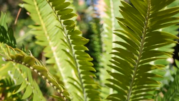 美国加利福尼亚州森林中的Cycad fern叶子。绿色新鲜多汁的天然植物叶子.头状花序或杜鹃科，棕榈郁郁葱葱的叶子。热带雨林森林大气园林设计 — 图库视频影像