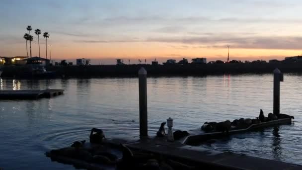 Zeeleeuwen rookkerij op pier, Californië, USA. Californische oceaan kust wilde dieren. Wilde zeehond door zeewater. — Stockvideo