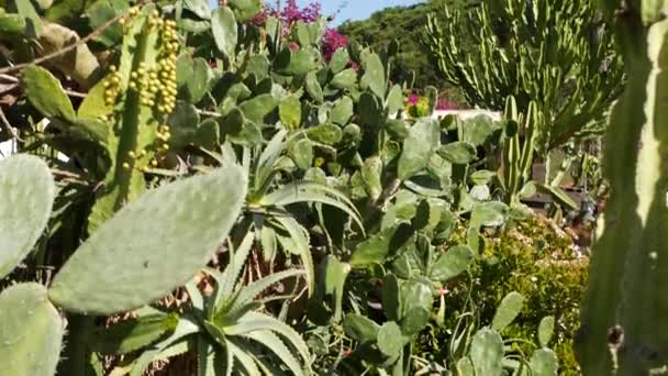 Kaktus saftiga anläggning, Kalifornien USA. Ökenflora, torra klimat naturlig blomma, botanisk närbild bakgrund. Grön prydnadsväxt ovanlig krukväxt. Trädgårdsskötsel i Amerika, växer med aloe och agave — Stockvideo