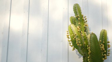 Kaktüs sulu bitki, California USA. Çöl bitkisi, kurak iklim doğal çiçek, botanik yakın plan. Yeşil süslemeli sıra dışı ev bitkisi. Amerika 'da bahçıvanlık, aloe ve agave ile büyür
