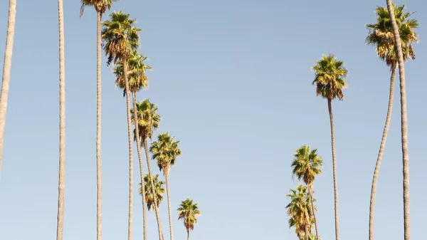 Palms Los Angelesben, Kaliforniában, USA-ban. Nyári esztétika Santa Monica és Velence Beach a Csendes-óceánon. Tiszta kék ég és ikonikus pálmafák. Beverly Hills légköre Hollywoodban. LA-rezgések — Stock Fotó