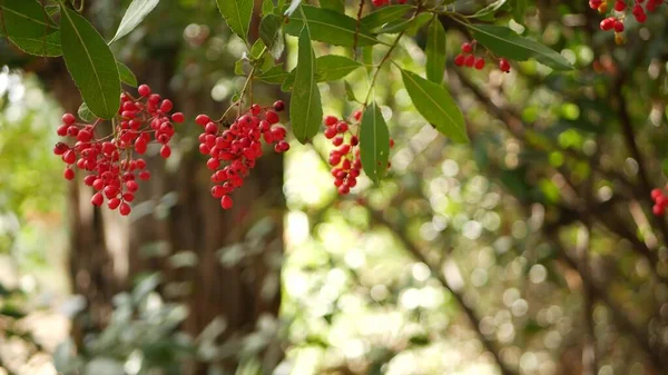 Bayas rojas en el árbol, jardinería en California, EE.UU. Fondo botánico atmosférico natural de cerca. Viburnum, jardín matutino de primavera u otoño o bosque, primavera fresca o flora otoñal en suave enfoque — Foto de Stock