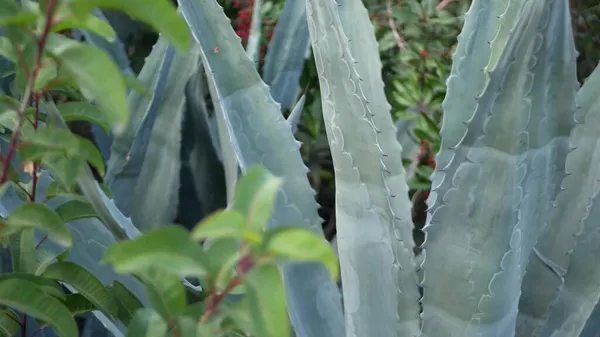 Agave folhas, jardinagem suculenta na Califórnia, EUA. Home projeto do jardim, yucca, planta do século ou aloe. Natural botânico ornamental mexicana plantas de sala, deserto árido clima decorativo floricultura — Fotografia de Stock