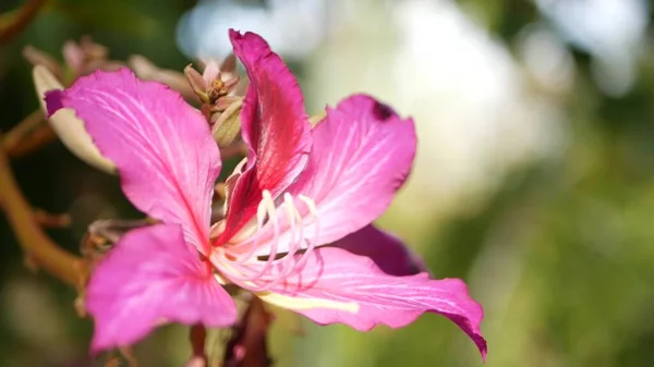 Πορφυρή ορχιδέα μπουκαλιάς άνθος δέντρου, Καλιφόρνια ΗΠΑ. Violet εξωτικό τροπικό άνθος, ζούγκλα τροπικό δάσος ατμόσφαιρα απαλή εστίαση. Ζωντανό σκούρο ματζέντα φυσικό βοτανικό floral ευαίσθητα πέταλα κοντά — Φωτογραφία Αρχείου