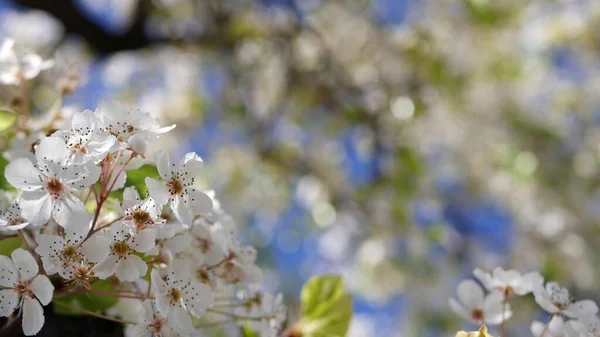 Λευκό ανοιξιάτικο άνθος κερασιάς, Καλιφόρνια, ΗΠΑ. Λεπτά τρυφερά λουλούδια σακούρα αχλαδιού, μήλου ή βερίκοκου. Άνοιξη φρέσκια ρομαντική ατμόσφαιρα, καθαρή βοτανική άνθιση, μαλακό bokeh εστίαση. — Φωτογραφία Αρχείου
