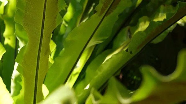 Fåglar häckar ormbunkar mörkgröna blad. Exotisk tropisk amazon djungel regnskog, snygg trendig botanisk atmosfär. Naturlig frodig lövverk levande grönska, paradis estetik. Asplenium nidus plantblad — Stockfoto