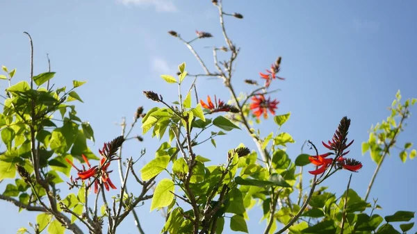 Coral tree red flower in garden, California USA. Erythrina flame tree springtime bloom, romántico ambiente botánico, delicada flor tropical exótica. Colores extravagantes de primavera. Frescura suave borrosa — Foto de Stock