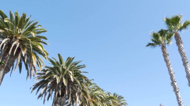 Palms Los Angeles, Kaliforniya, ABD 'de. Pasifik Okyanusu 'ndaki Santa Monica ve Venice Sahili' nin yaz estetiği. Açık mavi gökyüzü ve simgesel palmiye ağaçları. Hollywood 'daki Beverly Hills' in atmosferi. LA titreşimleri
