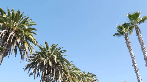 Palmas em Los Angeles, Califórnia, EUA. Estética de verão de Santa Monica e Venice Beach no oceano Pacífico. Céu azul claro e palmeiras icônicas. Atmosfera de Beverly Hills em Hollywood. Vibrações de LA — Fotografia de Stock