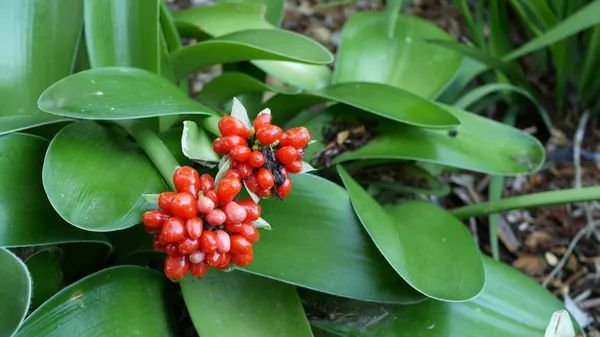 Bayas rojas en el bosque, California, EE.UU. Ambiente botánico de selva tropical exótica. Primavera mañana jugosa vegetación vívida, hojas de plantas. Jardín de hadas de primavera, frescura botánica en madera — Foto de Stock