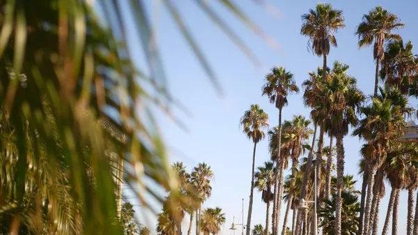 Palmas em Los Angeles, Califórnia, EUA. Estética de verão de Santa Monica e Venice Beach no oceano Pacífico. Céu azul claro e palmeiras icônicas. Atmosfera de Beverly Hills em Hollywood. Vibrações de LA — Fotografia de Stock