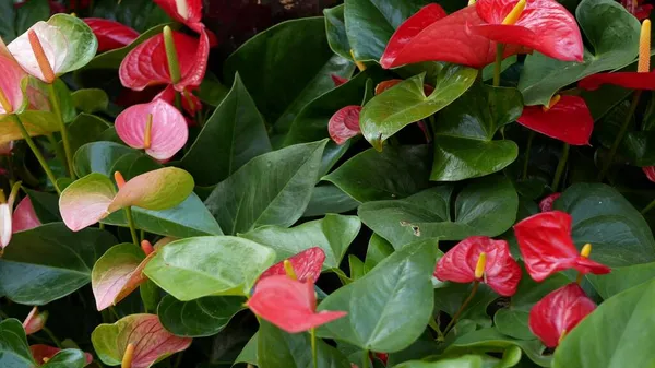 Red calla lily flower, dark green leaves. Elegant maroon floral blossom. Exotic tropical jungle rainforest, stylish trendy botanical atmosphere. Natural vivid greenery, paradise aesthetic. Arum plant — Stock Photo, Image