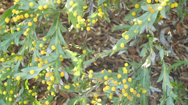 Acacia glaucoptera yellow flowers, California USA. Vástago australiano endémico plano o arcilloso, inusual inflorescencia exótica original. Ambiente tranquilo de primavera por la mañana, selva tropical primaveral — Foto de Stock