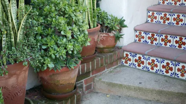 Succulents in flowerpot, gardening in California USA. Green house plants, clay pots. Mexican garden design, arid desert decorative floriculture. Botanical ornamental greenery. Colorful tile on stairs — Stock Photo, Image