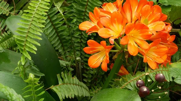 Natal bush kafir lelie bloem, Californië, Verenigde Staten. Clivia miniata oranje flamboyante exotische vurige levendige botanische bloei. Tropische jungle regenwoud sfeer. Natuurlijke tuin levendig vers sappig groen — Stockfoto