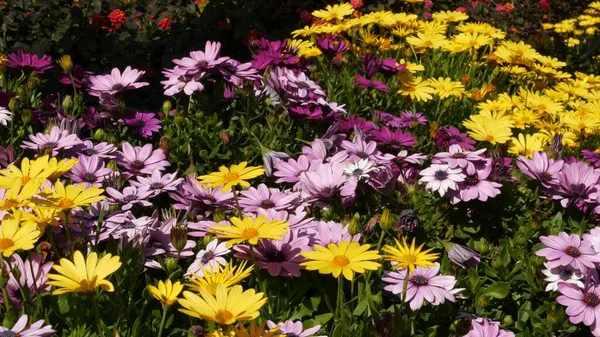 Daisy or marguerite colorful flowers, California USA. Aster or cape marigold multicolor purple violet bloom. Home gardening, american decorative ornamental houseplant, natural botanical atmosphere — Stock Photo, Image