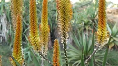 Aloe sulu bitki sarı çiçek, California USA. Çöl bitki örtüsü iklimi doğal botanik yakın plan. Aloe Vera 'nın canlı turuncu çiçeği. Amerika 'da bahçıvanlık, kaktüs ve agave ile yetişir.