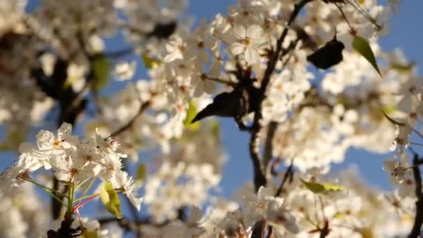 Fiori bianchi primaverili di ciliegio, California, USA. Delicati teneri fiori di sakura di pera, mela o albicocca. Primavera fresca atmosfera romantica, pura fioritura botanica, soft focus bokeh. — Video Stock