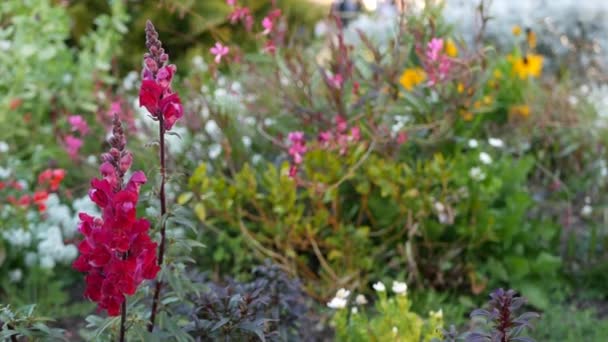 Цвітіння квітки, весняна ранкова луга, природне ботанічне тло. Квіти делікатний м'який фокус, садівництво в Каліфорнії, США. Багатокольорові романтичні весняні квіти. Рослинність — стокове відео