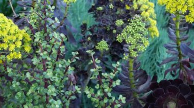 Aeonium arboreum houseleek ağacı sarı çiçek, Kaliforniya, ABD. İrlanda gülü koyu sulu şişkinlik. Evde bahçıvanlık, Amerikan dekoratif ev bitkisi, doğal botanik çöl atmosferi.