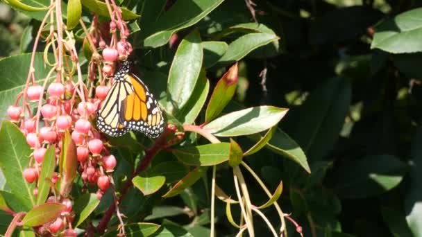 Monarch Kelebeği Arbutus çiçeğini polenledi, Kaliforniya ABD. Pembe medrese çiçeği, romantik botanik atmosfer, narin egzotik çiçekler. Bahar pastel renkleri. Bahçede bahar sabahı tazeliği — Stok video