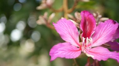 Mor Bauhinia Orkide ağacı çiçeği, Kaliforniya, ABD. Violet egzotik tropikal çiçek, orman yağmur ormanı atmosferi yumuşak odaklanma. Canlı koyu morumsu doğal botanik çiçekleri. Narin taç yaprakları.