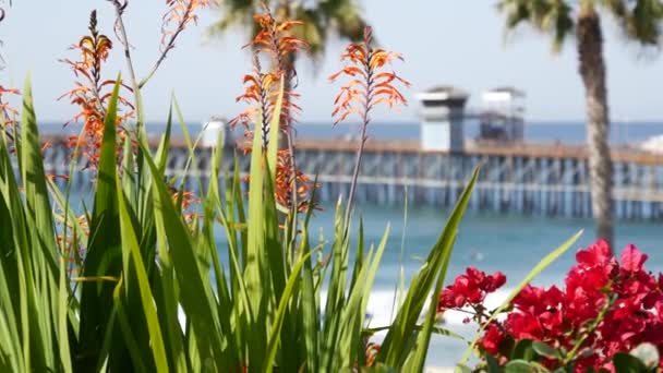 Pláž v Tichém oceánu, palma a molo. Tropical nábřeží resort near Los Angeles California USA. — Stock video